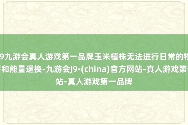 j9九游会真人游戏第一品牌玉米植株无法进行日常的物资积蓄和能量退换-九游会J9·(china)官方网站-真人游戏第一品牌